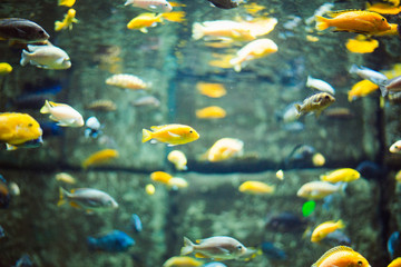 Fototapeta na wymiar different fish in a large aquarium