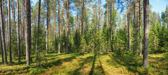 Sommerwaldpanorama © Dmitry Naumov