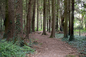 Obraz premium Footpath in woodland between the trees