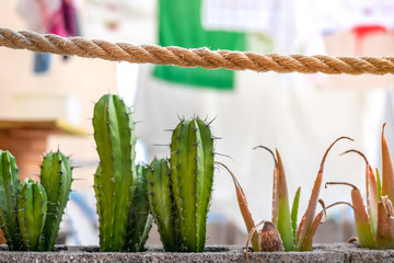 Close up view of little green cactus and aloe plant with clothes hanging to dry in the background. Typical summer image of a terrace by the sea. Green, natural, health, tourism and rural concept.