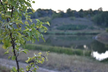 tree in the mountains