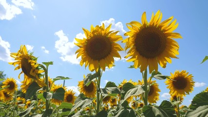 field of yellow sunflower flowers against a background of clouds. sunflower sways in the wind. Beautiful fields with sunflowers in the summer in rays of bright sun. Crop of crops ripening in field.