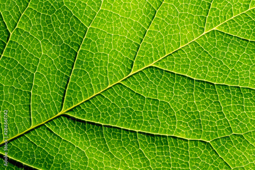 Wall mural green leaf texture, close-up. abstract nature background.