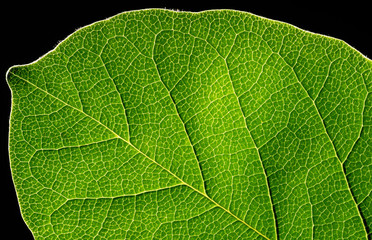 Obraz premium Abstract green leaf texture on black background.