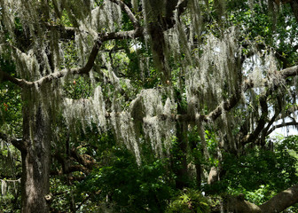 Spanish moss on trees in a Georgia forest
