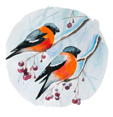 Watercolor bullfinches pair on branches with berries, winter season birds, Eurasian bullfinch isolated on white