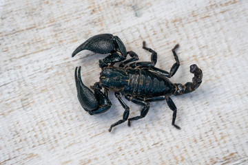 Asian black scorpion on white wooden background in Ubud, island Bali, Indonesia. Closeup