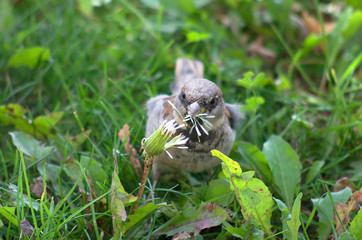 Sparrow eating dandelion seeds in a meadow, green blurred grass at background