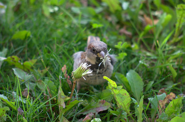 Sparrow eating dandelion seeds in a meadow, green blurred grass at background