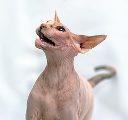 pink sphinx cute and funny