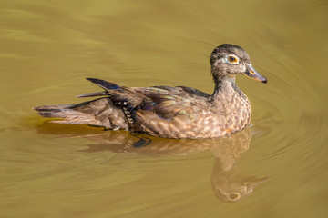 Juvenile female wood duck