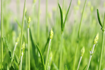 lavender bush with buds on spring morning