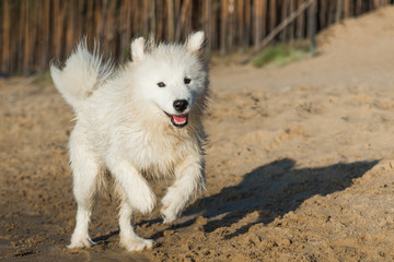 White dog Samoyed walks on the shore of the Baltic Sea