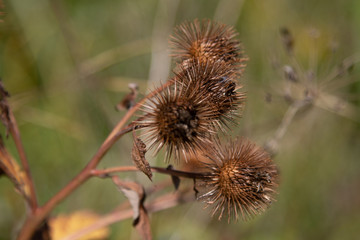 Burdock in the field