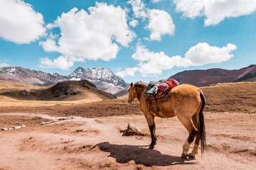 Horse stands lonely in the Peruvian countryside, in the background mountains of Peru, snow covered Andes near Cusco