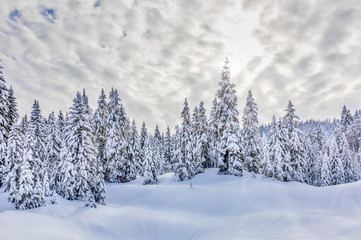 Fototapeta na wymiar Snow landscape, Jura Mountains, France