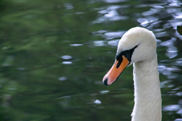 Obraz premium Close up of a swan head and neck