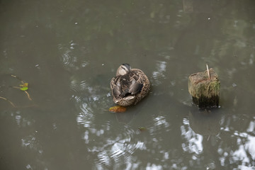 Duck resting in a lake with its head tucked away