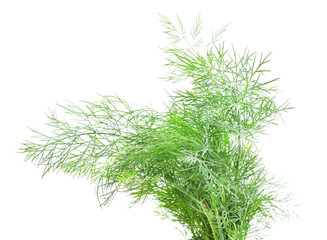 Bunch of green dill.