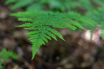 beautiful leaf of green fern on a background of forest tones