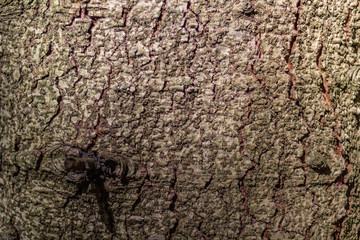 not ordinary tree bark in a dark forest