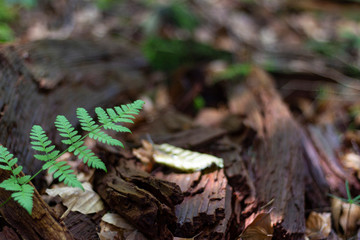 fern leaf in the forest on the background of wooden fragments