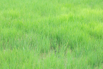 Fototapeta na wymiar Green lawn backgrounds,Abstract Green grass