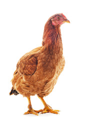 Small brown chicken.