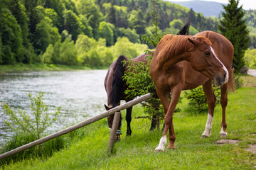 brown horses on green grass near the river