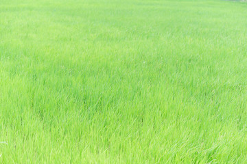 Green lawn backgrounds,Abstract Green grass