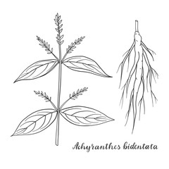 Achyranthes bidentata isolated on white.