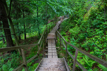 Fototapeta na wymiar staircase wooden path with railing in the mountain green forest
