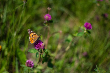colorful butterflies in green grass