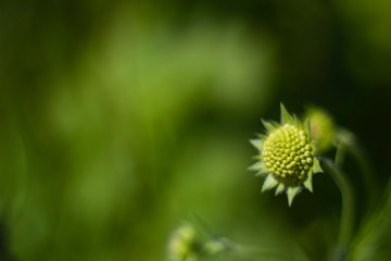 light green flower on a green blurred background