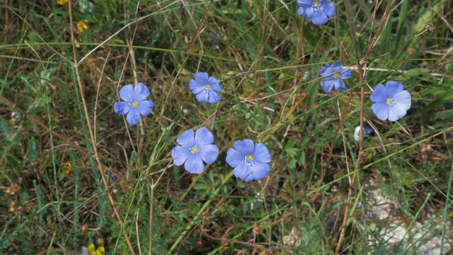 Flax flowers swaying in the wind in a mountain meadow. Close up.