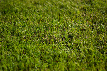 green grass carpet in the approach