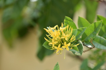 Beautiful flowers in the garden Blooming in the summer.