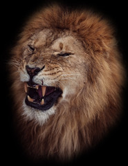 portrait of a beautiful lion who growls, in the dark