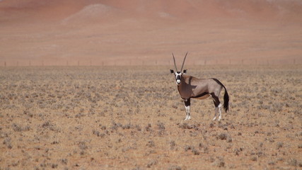 Oryx 