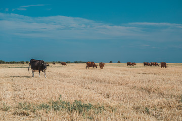 Cows on a yellow field and blue sky.