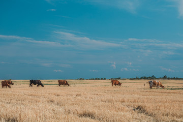 Fototapeta na wymiar Cows on a yellow field and blue sky.