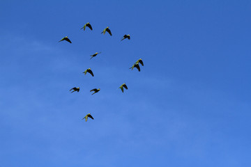 Pedras Port / Alagoas / Brazil. January 26, 2015. Jandaias, a common bird type are seen in the coastal area of Patacho beach in northeastern Brazil.