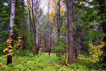 Obraz premium Sunset at the forest edge. Autumn landscape.
