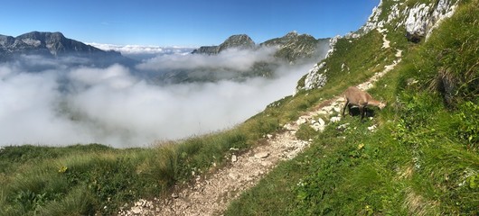 Alpi - Altopiano del Montasio