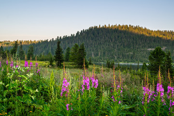 Sunrise over meadow with flowers, mountain lake and green hills with taiga forest, Ergaki, Siberia,...