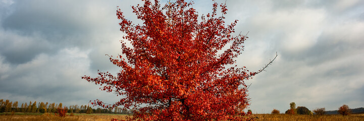 Wild Pear Tree Covered With Red Foliage Against The Background Of Sky And Clouds In The Field.