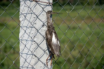 Dead wild bird weighs on a mesh fence. Snipe.