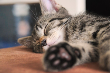 Sleeping kitten on the sofa with a blurred background and blurred paw in front of him