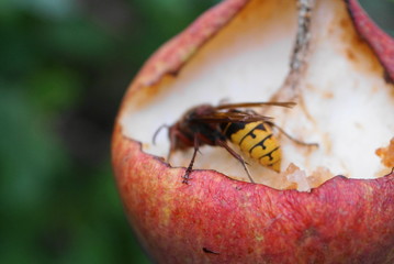 hornet eat a pear