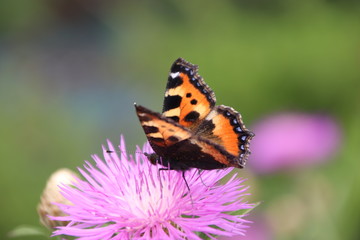 Obraz premium petite tortue